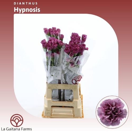 Dianthus standaard Hypnosis