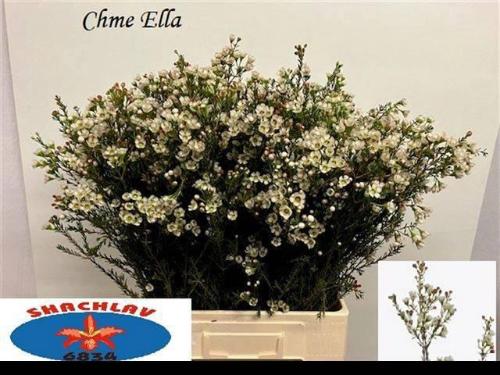 Chamelaucium uncinatum 'Ella'