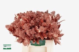 Skimmia per bos overig kleurbehandeld H%