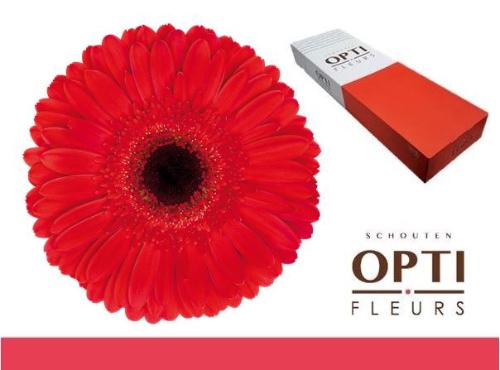 Gerbera grootbloemig 'Dynamic'