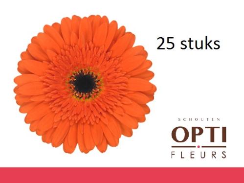 Gerbera grootbloemig 'Candela'