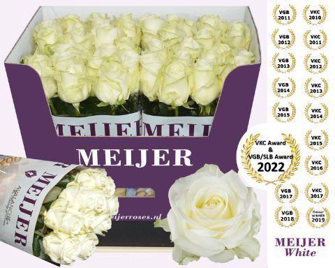 Rosa grootbloemig Avalanche+