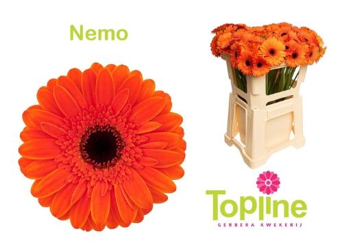 Gerbera mini Nemo