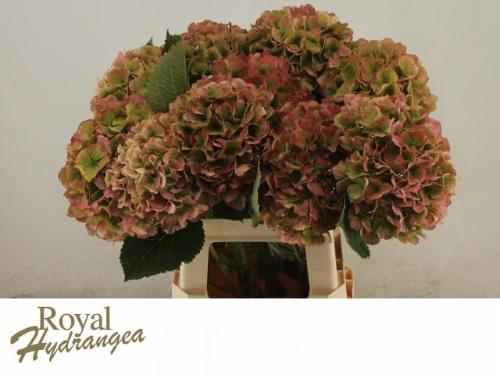 Hydrangea macrophylla 'Verena' (classic)