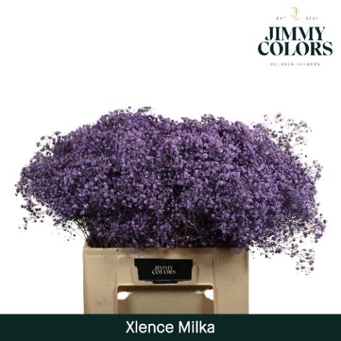 Gypsophila overig kleurbehandeld H%