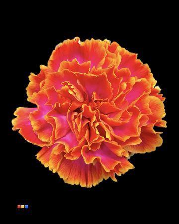 Dianthus standaard kleurbehandeld H%