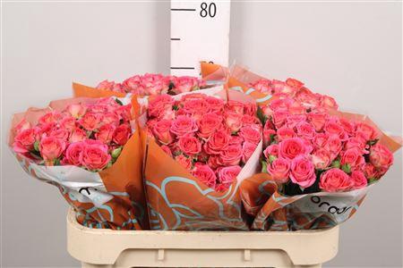 Rosa tros Chimo
