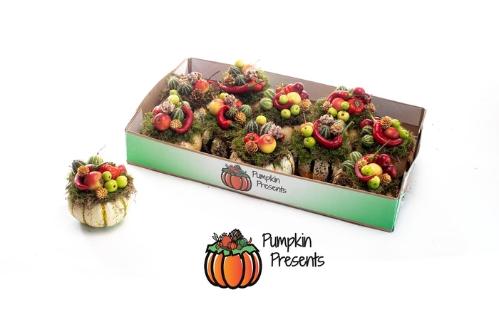 Cucurbita pepo