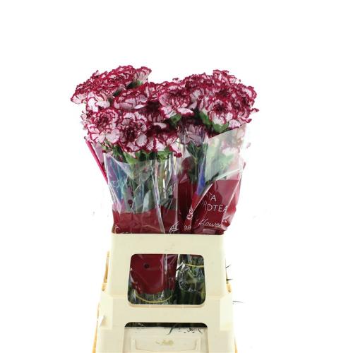 Dianthus standaard Baccarat