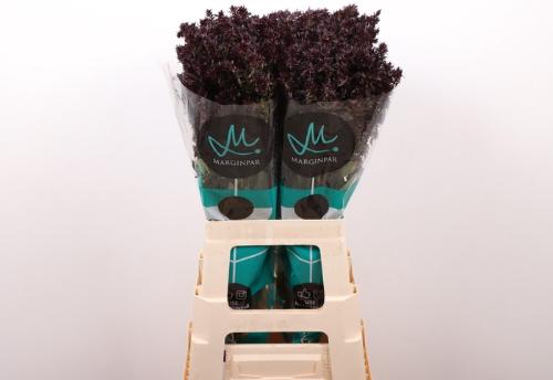 Phlox Paniculata Grp 'Dark Miracle'