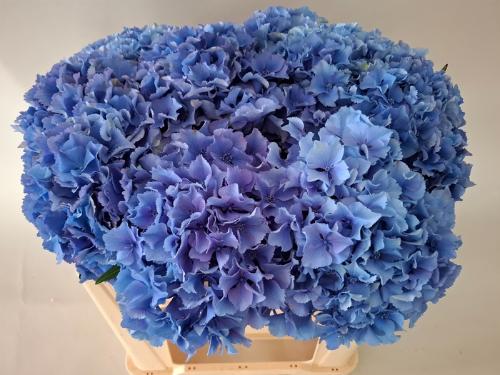 Hydrangea macrophylla Royal Parade