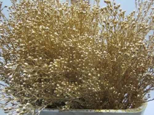 Chamelaucium kleurbehandeld H%