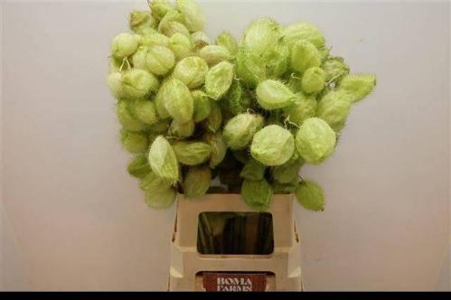 Siervruchten per tak Gomphocarpus fruticosus 'Moby Dick'