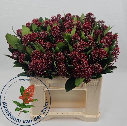 Skimmia per bos japonica 'Rubella'