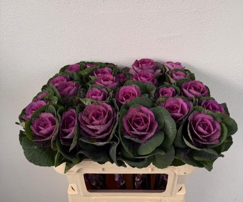 Brassica oleracea 'Red Crane'