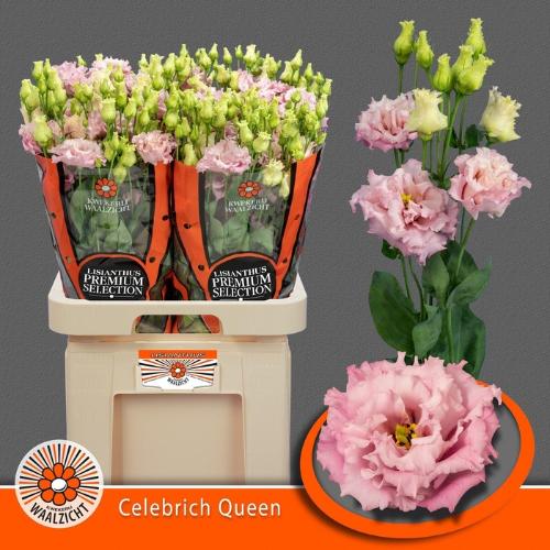 Eustoma russellianum gevuldbloemig  'Celebrich Queen'