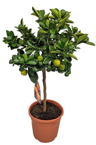 Citrofortunella x microcarpa