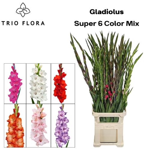 Gladiolus grootbloemig gemengd in fust