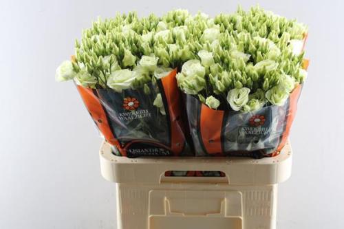 Eustoma russellianum gevuldbloemig 'Rosita Green'