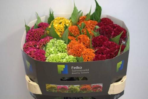 Celosia argentea (Crisgrp) Act gemengd in fust