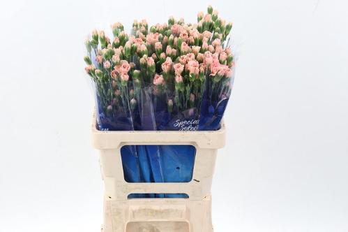 Dianthus tros overig