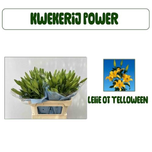 Lilium Oriental Grp 'Yelloween'