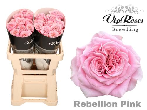 Rosa grootbloemig Rebellion Pink