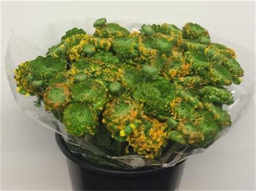 Ranunculus asiaticus Pon-Pon Merlino