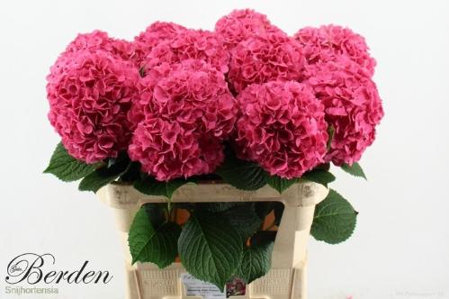 Hydrangea macrophylla Glowing Alps