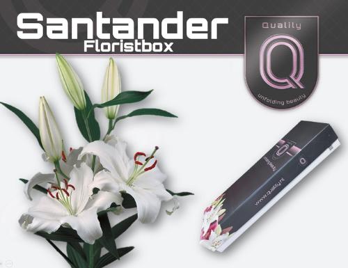 Lilium Oriental Grp 'Santander'