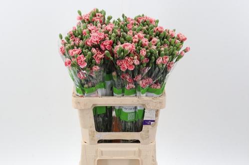 Dianthus tros overig