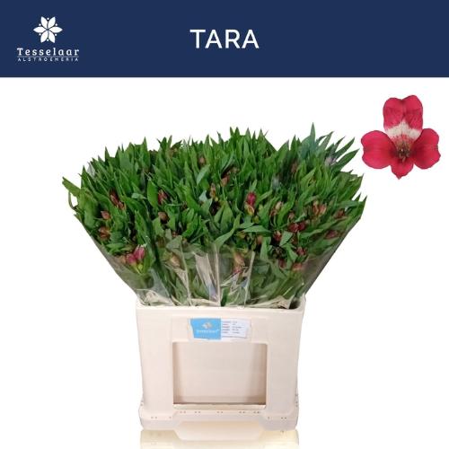 Alstroemeria Tara