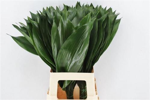 Aspidistra elatior overig