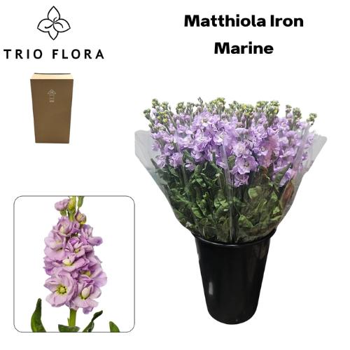 Matthiola incana 'Iron Marine'