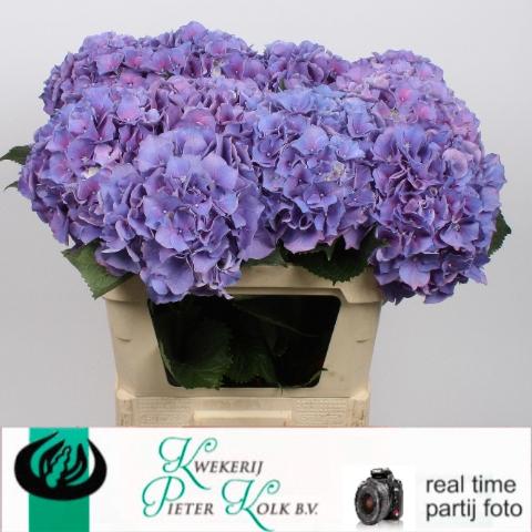 Hydrangea macrophylla Cassanova