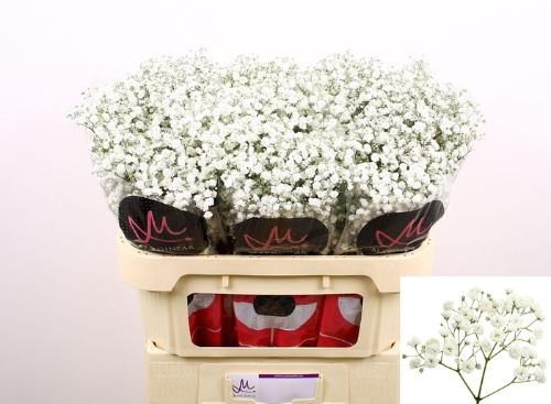 Gypsophila paniculata Xlence