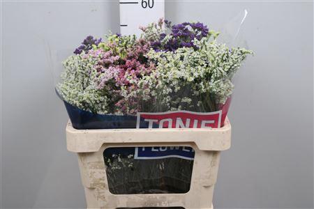 Limonium sinensis Diamond gemengd