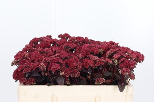 Sedum Magical Lizzy