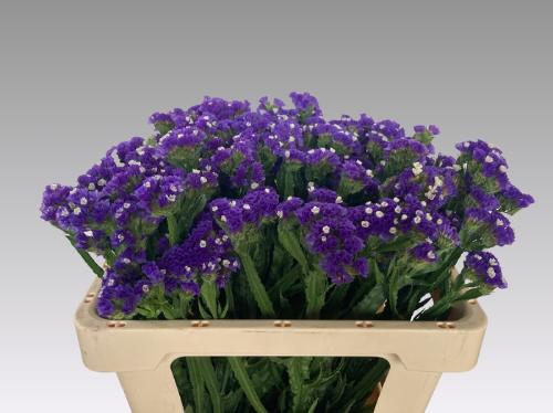Limonium sinuatum 'Crystal Dark Blue'