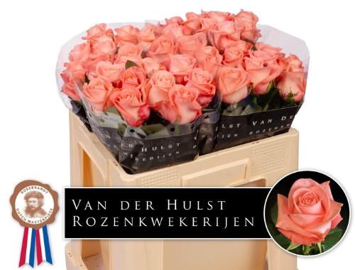 Rosa grootbloemig Liesbeth