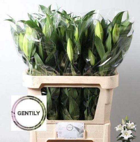 Lilium Oriental x Trumpet Grp 'Zambesi'