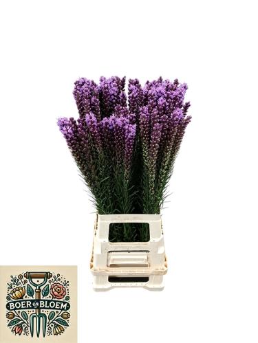 Liatris spicata