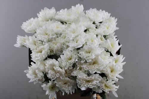 Chrysanthemum Indicum Grp tros kas Baltica