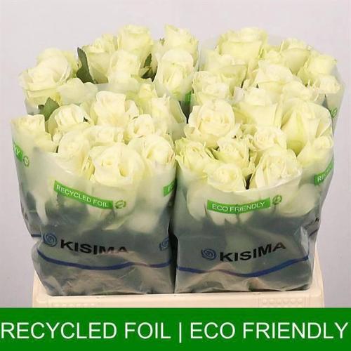 Rosa grootbloemig Snowstorm+