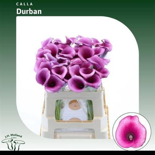 Zantedeschia 'Durban'