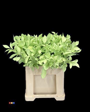 Ruscus kleurbehandeld H%