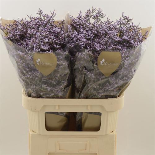 Limonium Safora Lilac