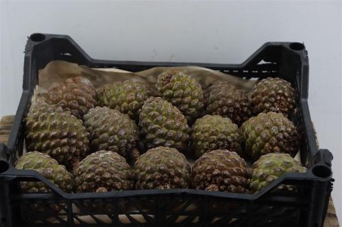 Dennenappel H%