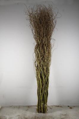 Salix babylonica 'Tortuosa'