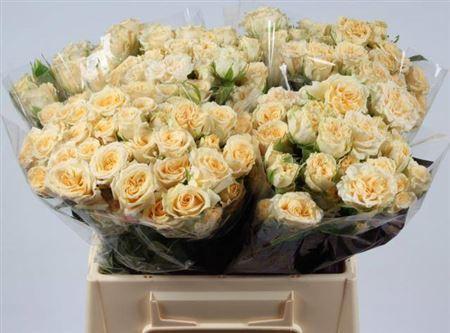 Rosa tros Salinero
